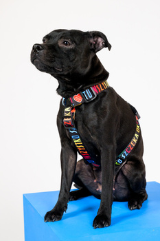 Szelki Guard - TU WSZYSTKO SZCZEKA OK!